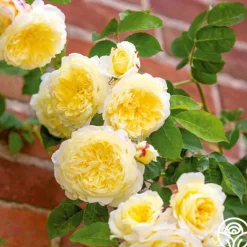 Heirloom Roses The Pilgrim®