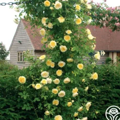 Heirloom Roses The Pilgrim®