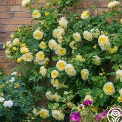 Heirloom Roses The Pilgrim®