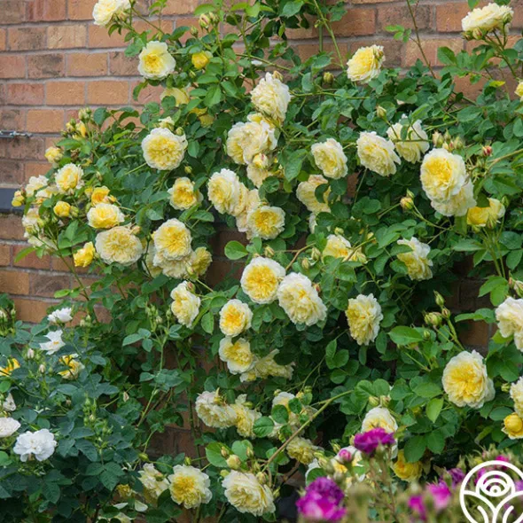 Heirloom Roses The Pilgrim®