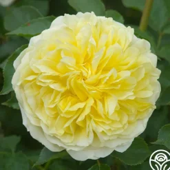 Heirloom Roses The Pilgrim®