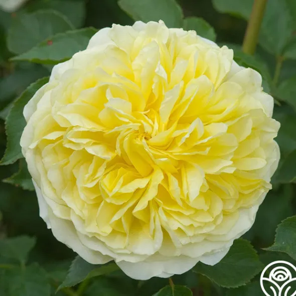 Heirloom Roses The Pilgrim®