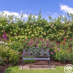 Heirloom Roses The Pilgrim®