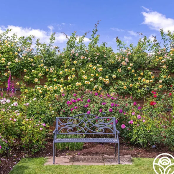 Heirloom Roses The Pilgrim®