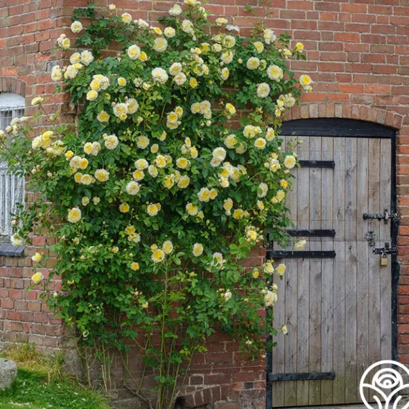 Heirloom Roses The Pilgrim®