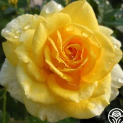 Heirloom Roses The Poet™ Clearance