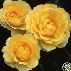 Heirloom Roses The Poet™ Clearance