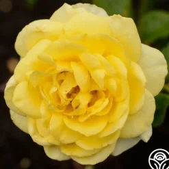 Heirloom Roses The Poet™ Clearance
