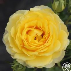 Heirloom Roses The Poet™ Clearance