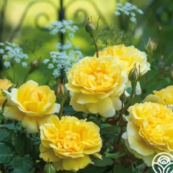 Heirloom Roses The Poet's Wife Online