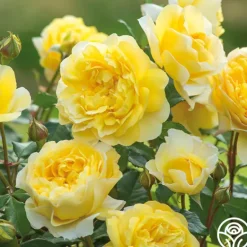 Heirloom Roses The Poet's Wife Online