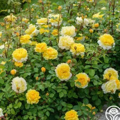 Heirloom Roses The Poet's Wife Online