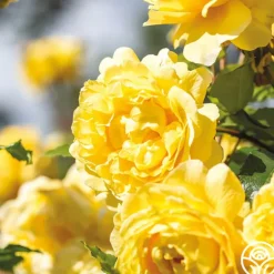 Heirloom Roses The Poet's Wife Online