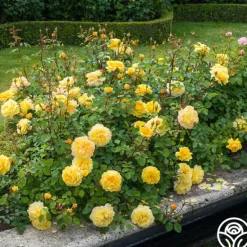 Heirloom Roses The Poet's Wife Online