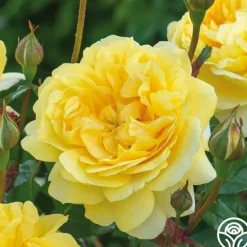 Heirloom Roses The Poet's Wife Online