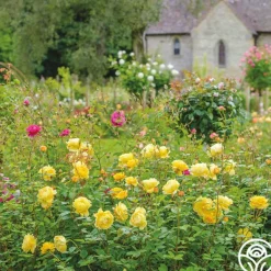 Heirloom Roses The Poet's Wife Online