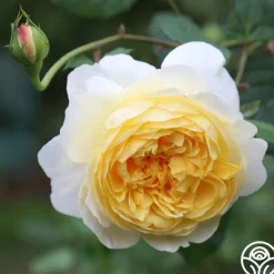 Heirloom Roses The Poet's Wife Online