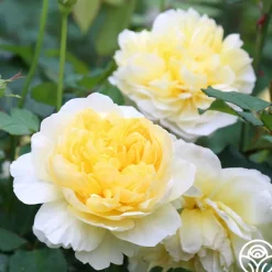 Heirloom Roses The Poet's Wife Online