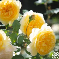 Heirloom Roses The Poet's Wife Online