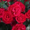 Heirloom Roses The Prince's Trust™ Sale