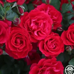 Heirloom Roses The Prince's Trust™ Sale