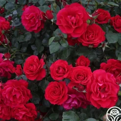 Heirloom Roses The Prince's Trust™ Sale