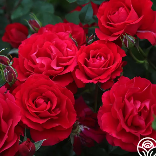 Heirloom Roses The Prince's Trust™ Sale