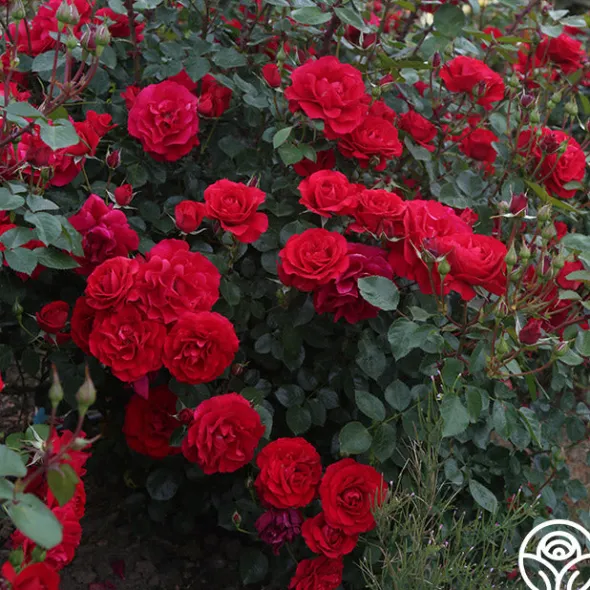 Heirloom Roses The Prince's Trust™ Sale