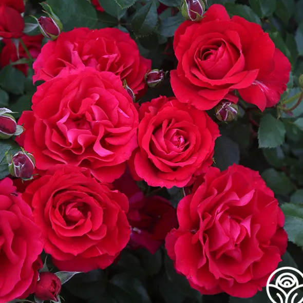 Heirloom Roses The Prince's Trust™ Sale
