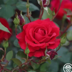 Heirloom Roses The Prince's Trust™ Sale