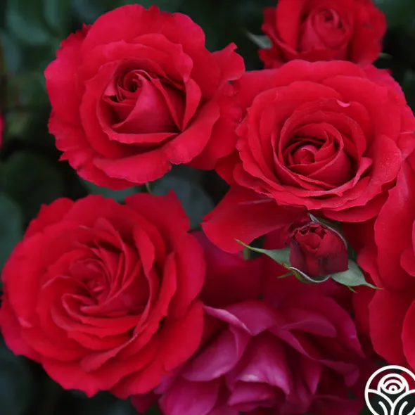 Heirloom Roses The Prince's Trust™ Sale