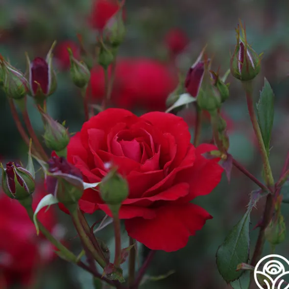 Heirloom Roses The Prince's Trust™ Sale