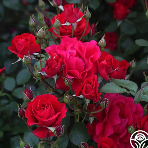 Heirloom Roses The Prince's Trust™ Sale