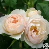 Heirloom Roses The Shepherdess™ Sale