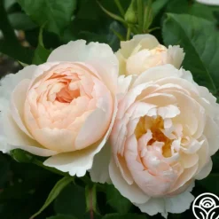 Heirloom Roses The Shepherdess™ Sale