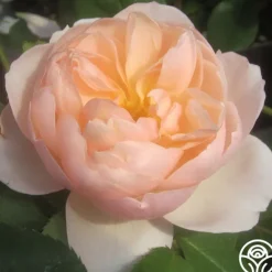 Heirloom Roses The Shepherdess™ Sale
