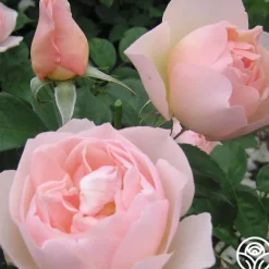 Heirloom Roses The Shepherdess™ Sale
