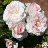 Heirloom Roses The Soham Rose™ Discount