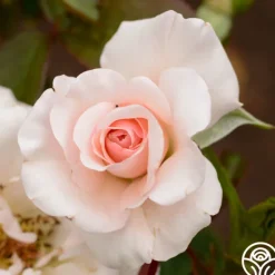 Heirloom Roses The Soham Rose™ Discount