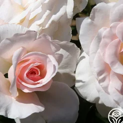 Heirloom Roses The Soham Rose™ Discount