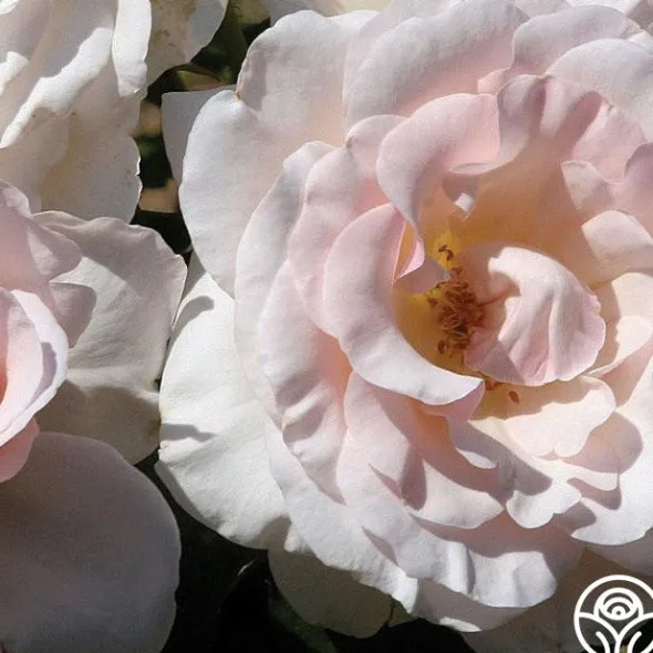 Heirloom Roses The Soham Rose™ Discount