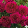 Heirloom Roses Thomas à Becket® Best