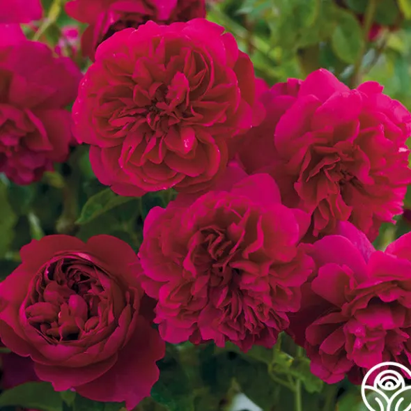 Heirloom Roses Thomas à Becket® Best