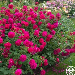 Heirloom Roses Thomas à Becket® Best