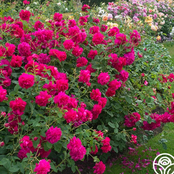 Heirloom Roses Thomas à Becket® Best