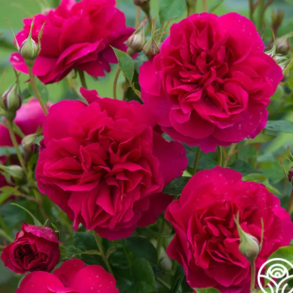 Heirloom Roses Thomas à Becket® Best
