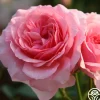 Heirloom Roses Thornbury Castle™ Hot
