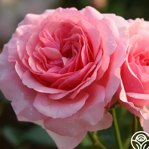 Heirloom Roses Thornbury Castle™ Hot
