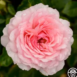 Heirloom Roses Thornbury Castle™ Hot