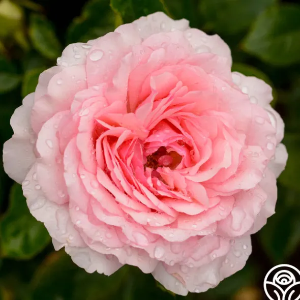 Heirloom Roses Thornbury Castle™ Hot